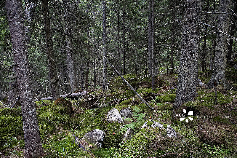 罗马尼亚雷特扎特喀尔巴阡山脉国家公园森林图片素材