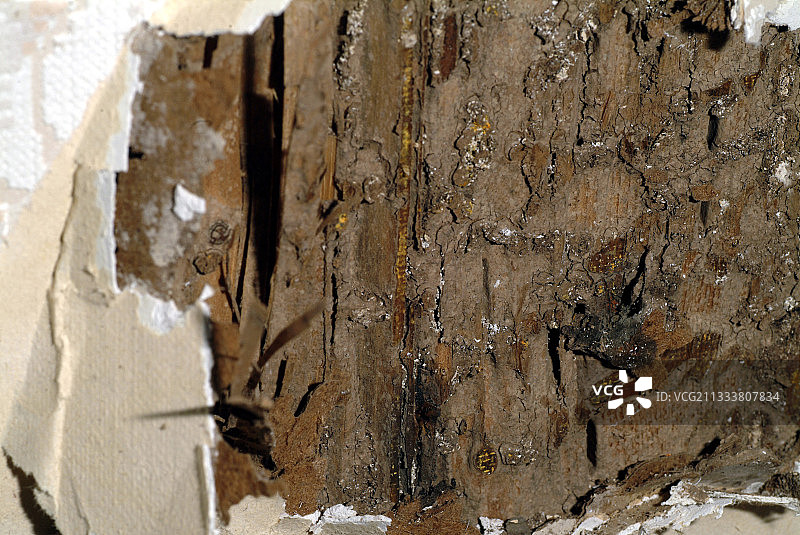 法国白蚁对房屋的损害图片素材