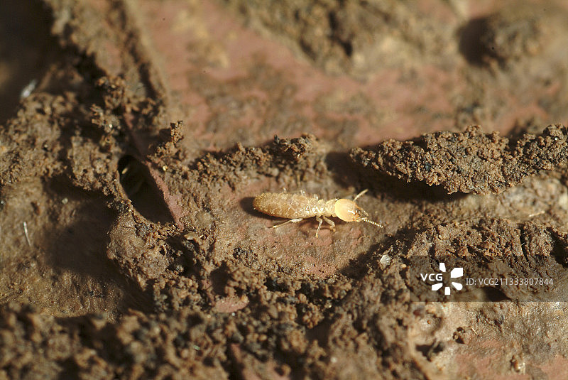 法国特有白蚁图片素材