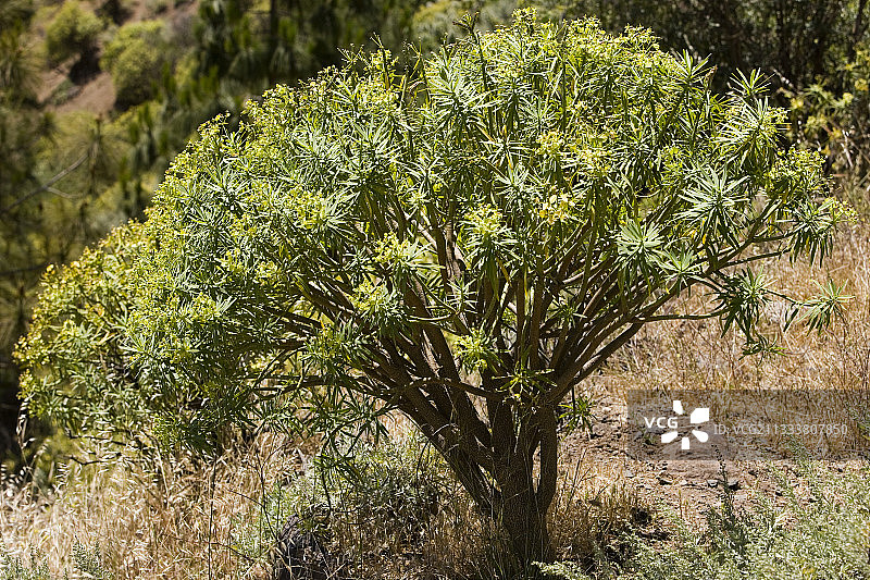 加那利群岛富埃特文图拉岛的马卡罗尼西亚大戟图片素材