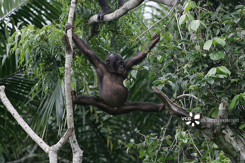 金沙萨倭黑猩猩保护区，2005年12月图片素材