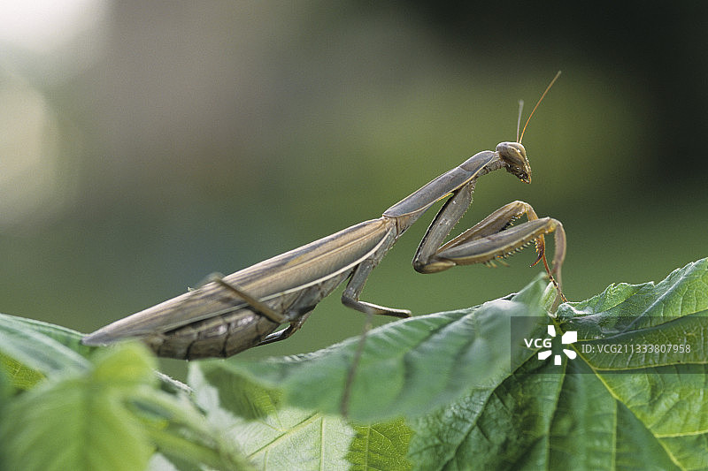 法国叶子上的瘤蝗图片素材