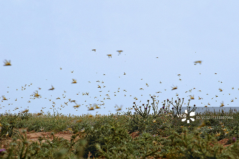 摩洛哥西撒哈拉马萨河谷的非洲蝗虫图片素材