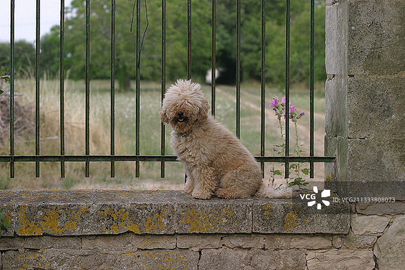 贵宾犬坐在法国网格墙前图片素材