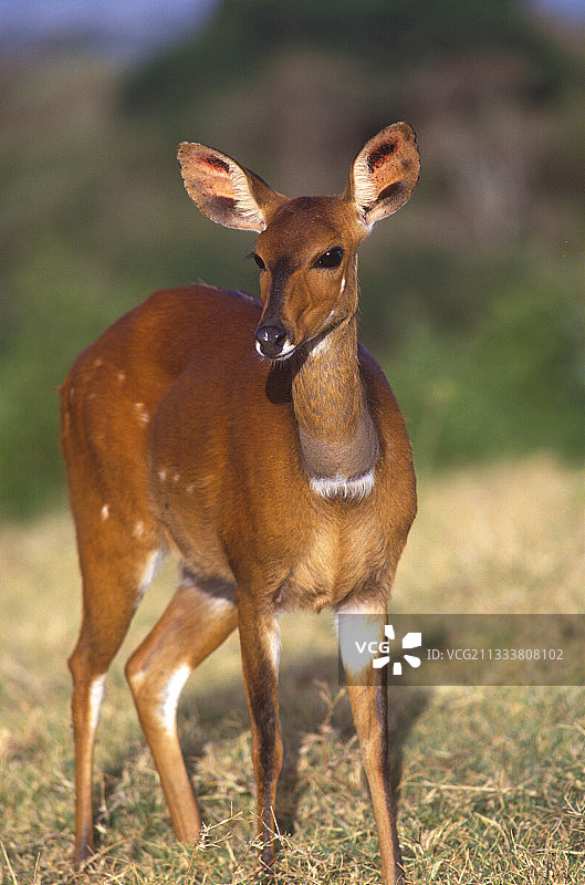 肯尼亚桑布鲁国家公园的雌性薮羚图片素材