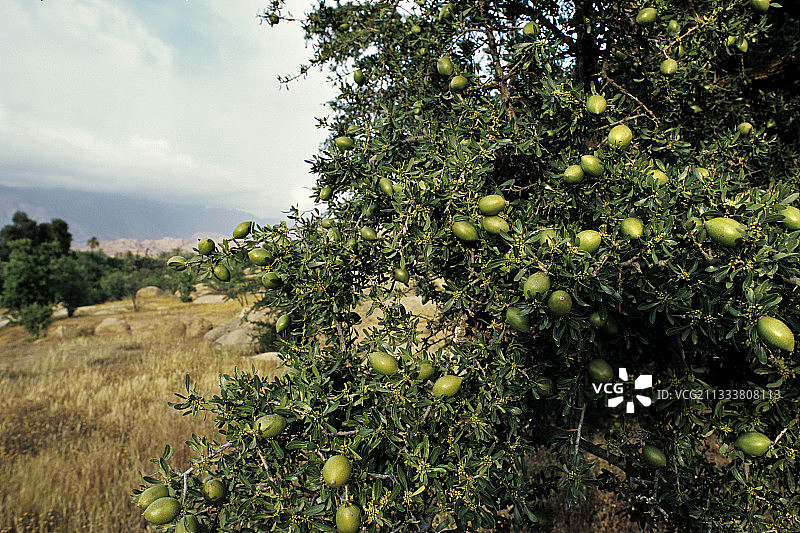 摩洛哥反阿特拉斯山脉中的阿甘果园图片素材