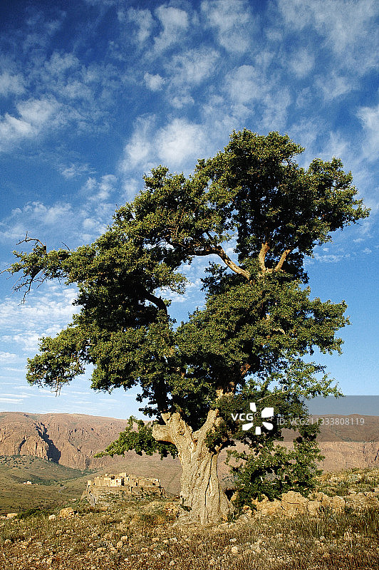 摩洛哥抗议地图集山区中的摩洛哥坚果树图片素材