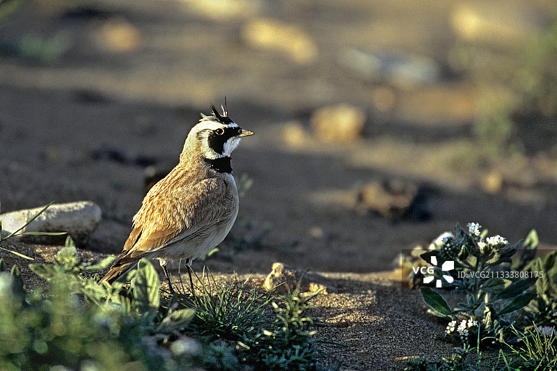 摩洛哥盖勒敏地区的雄性角百灵图片素材