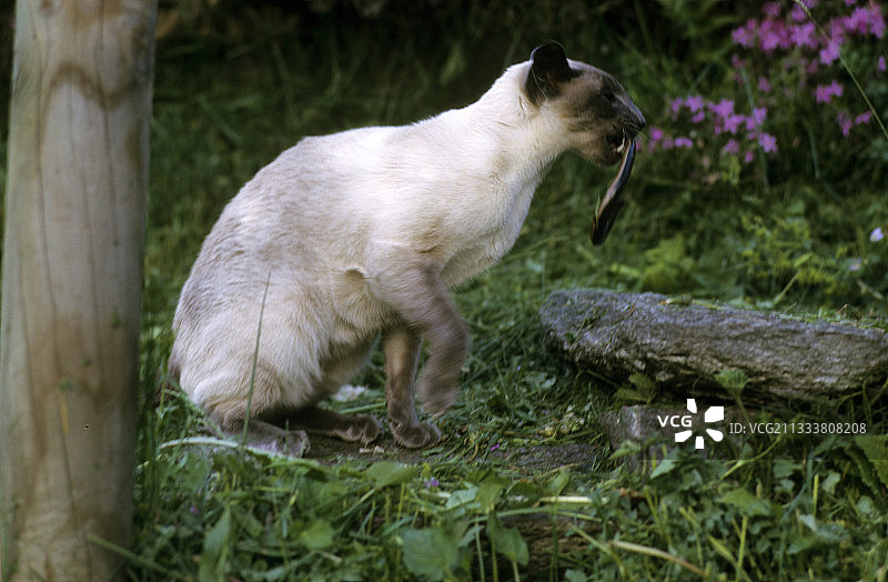 猫捕猎爬行动物图片素材