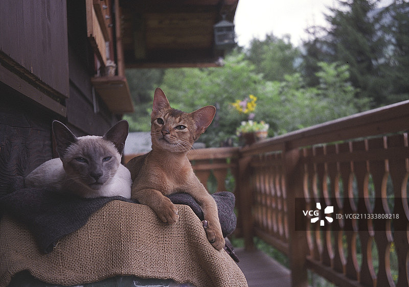 暹罗猫和阿比西尼亚小猫图片素材