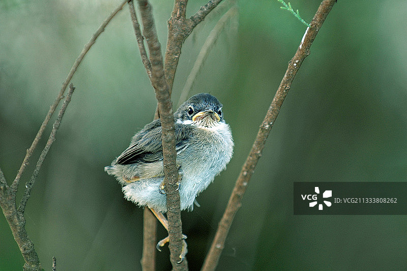 摩洛哥的年轻撒丁莺图片素材