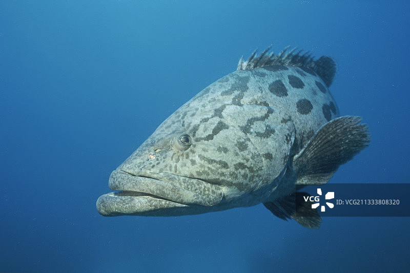 澳洲罗利斯沙洲的鞍带石斑鱼图片素材