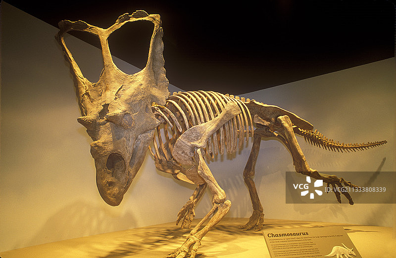 恐龙公园地层特征：白垩纪（83-65百万年前），长5-8米，高2.5米，重约1.5吨图片素材