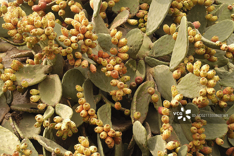 西班牙马略卡岛的印度无花果和水果图片素材