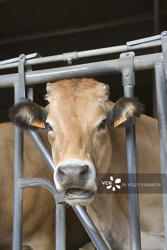 法国畜栏中的帕特奈斯小母牛肖像图片素材