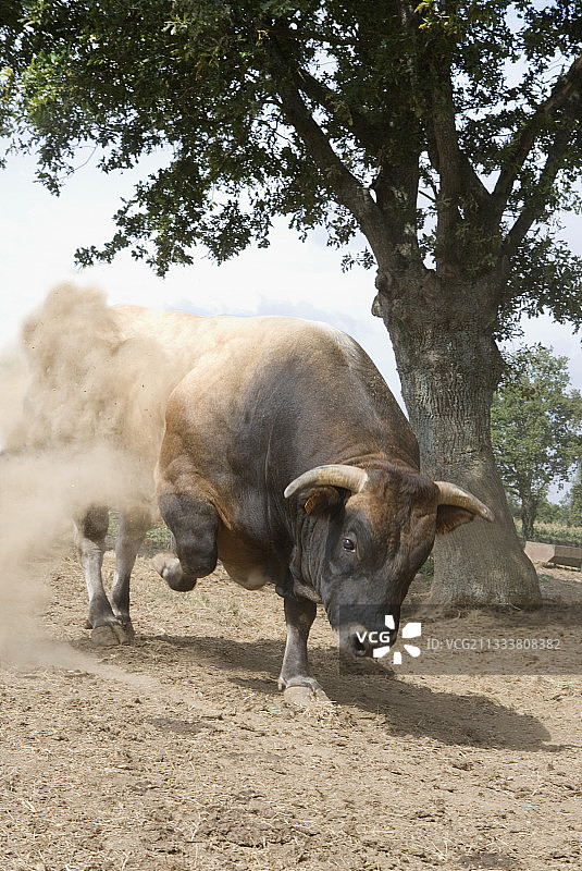 法国：帕特奈斯公牛图片素材