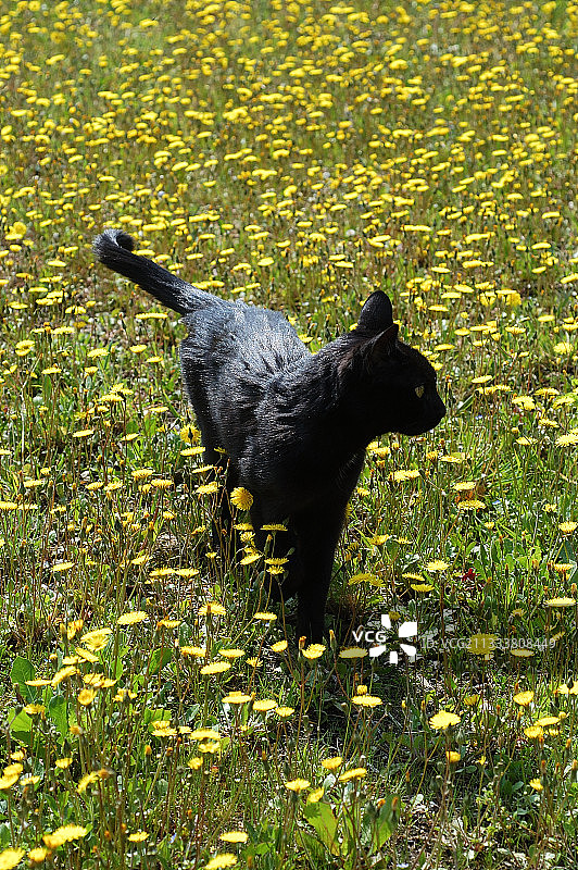 法国普罗旺斯，蒲公英田野中的黑猫图片素材