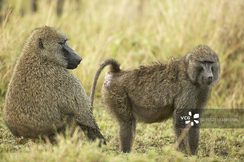 阿努比斯狒狒的屈服行为图片素材