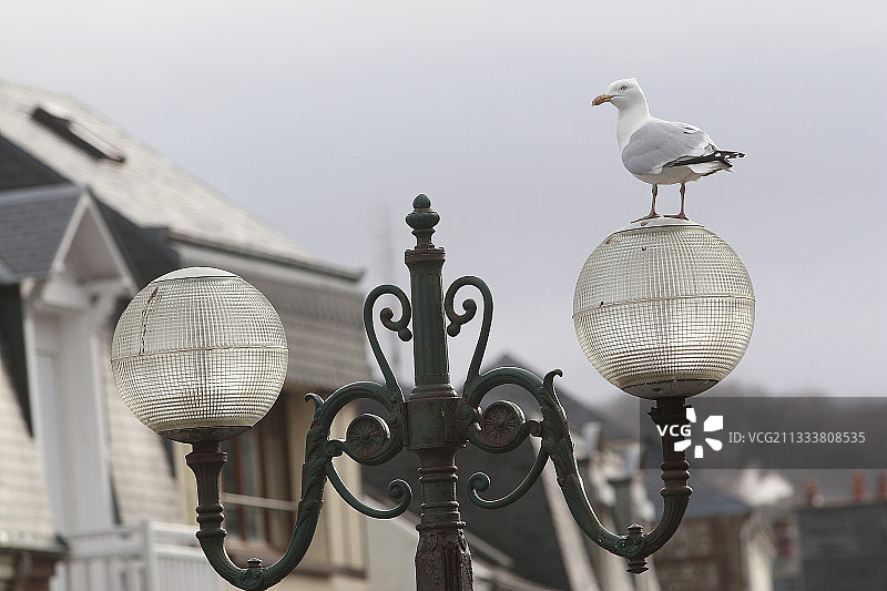 法国埃特勒塔路灯上的银鸥图片素材