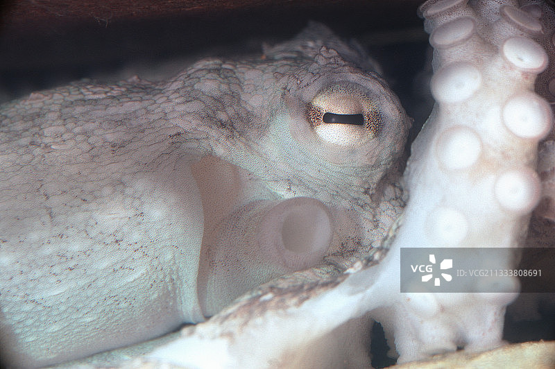 普通章鱼的特写镜头图片素材