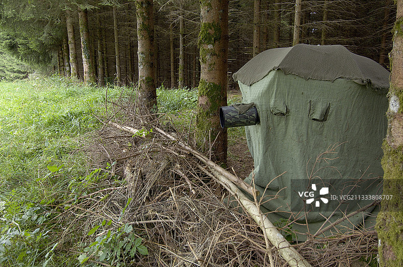 在森林中观察哺乳动物图片素材