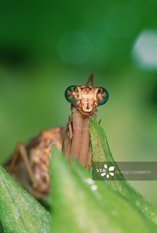 欧洲螳蛉头部正面照图片素材