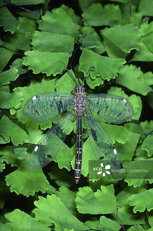 休息在叶子上的普通蚁蛉陷阱图片素材
