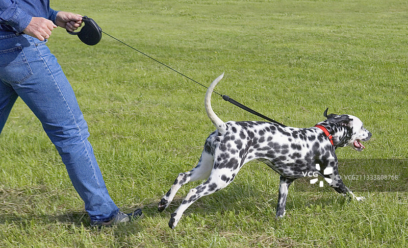 在法国，斑点狗和它的主人一起散步图片素材