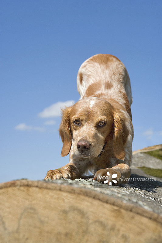 在法国树皮上伸展的布列塔尼猎犬图片素材
