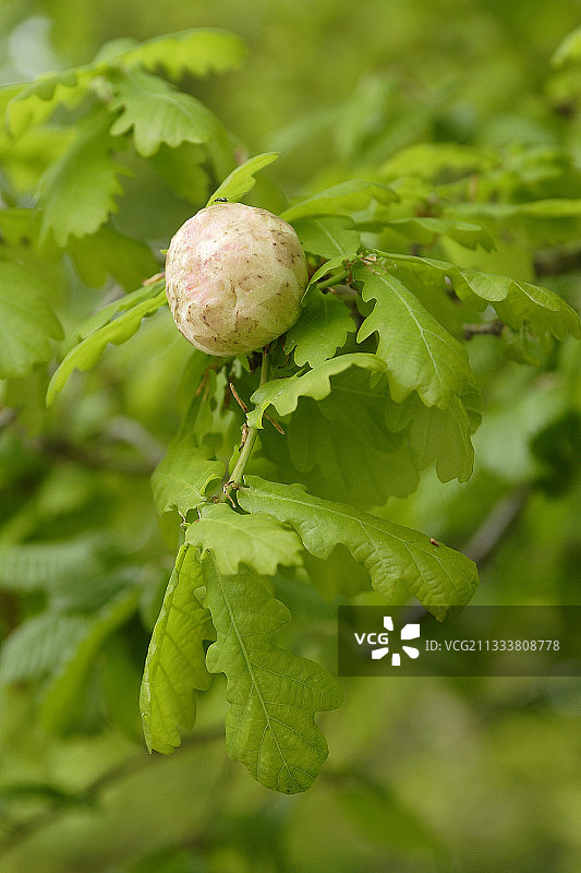 布罗托讷森林图片素材