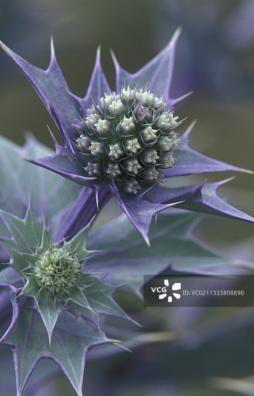 海滨刺芹花，德国黑尔戈兰岛图片素材