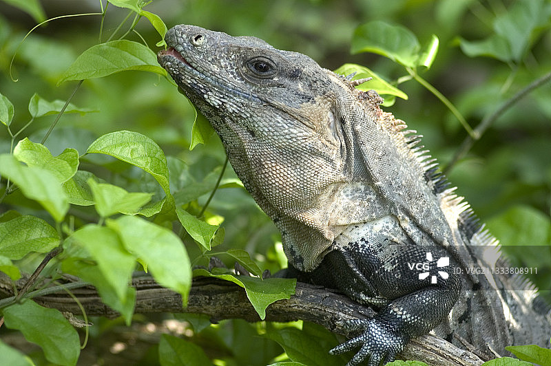 尤卡坦省的栉尾蜥属动物图片素材