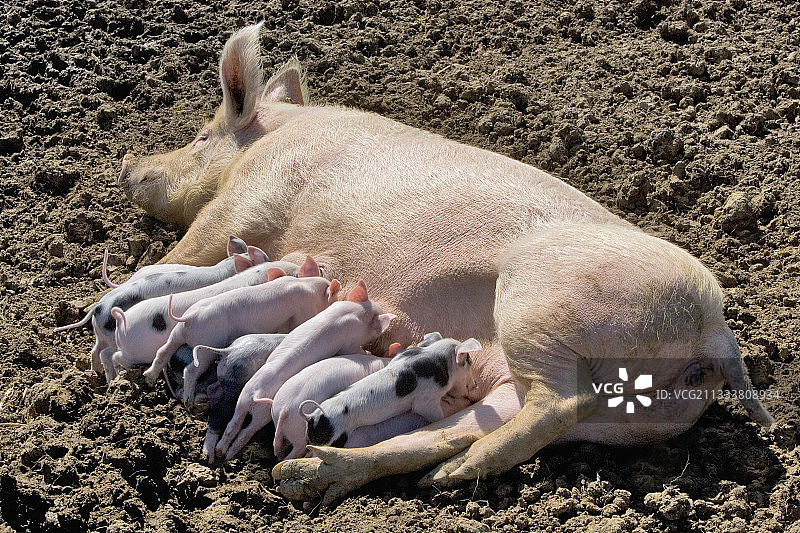 大型白色皮特兰杂交品种图片素材