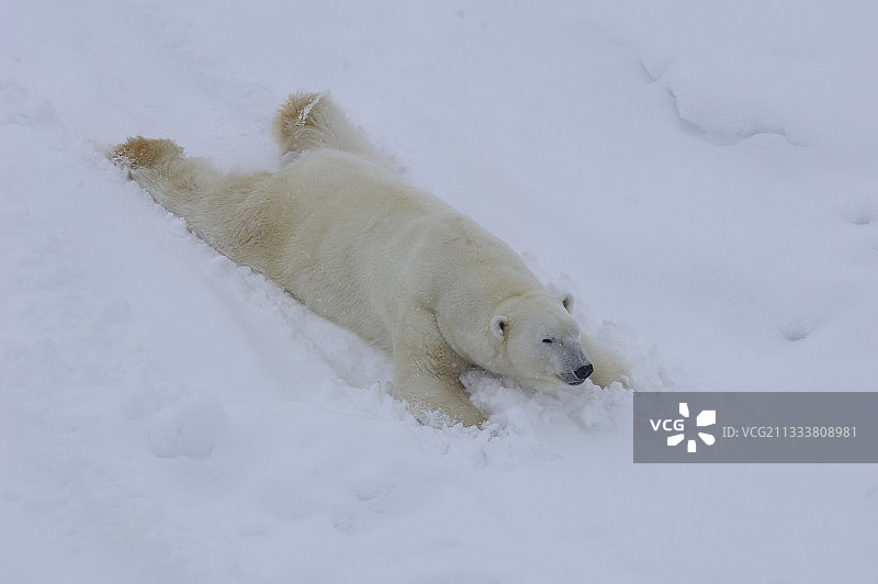 在芬兰拉努阿动物园雪地上滑倒的北极熊图片素材