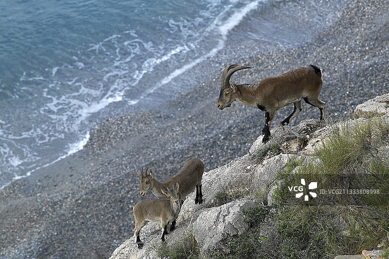 西班牙小羚羊和它们的母亲在悬崖上图片素材