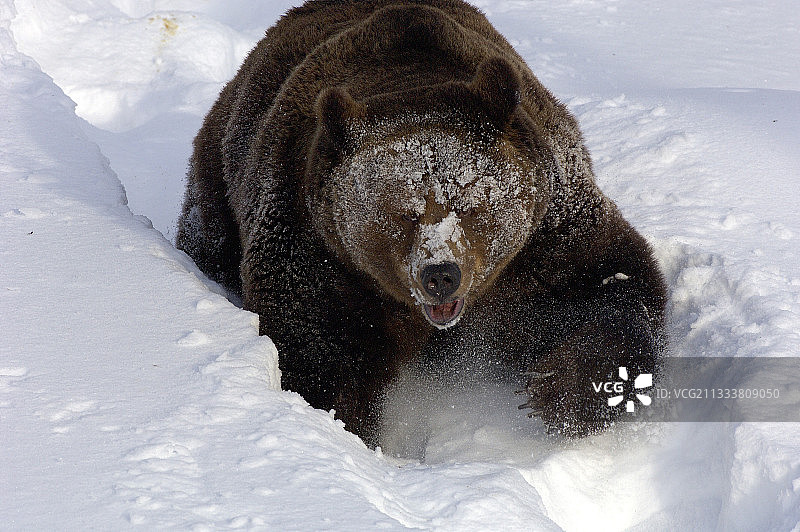 拉普兰Ranua动物园的雄性棕熊图片素材