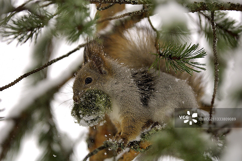 欧亚红松鼠在芬兰拉努阿动物园筑巢图片素材