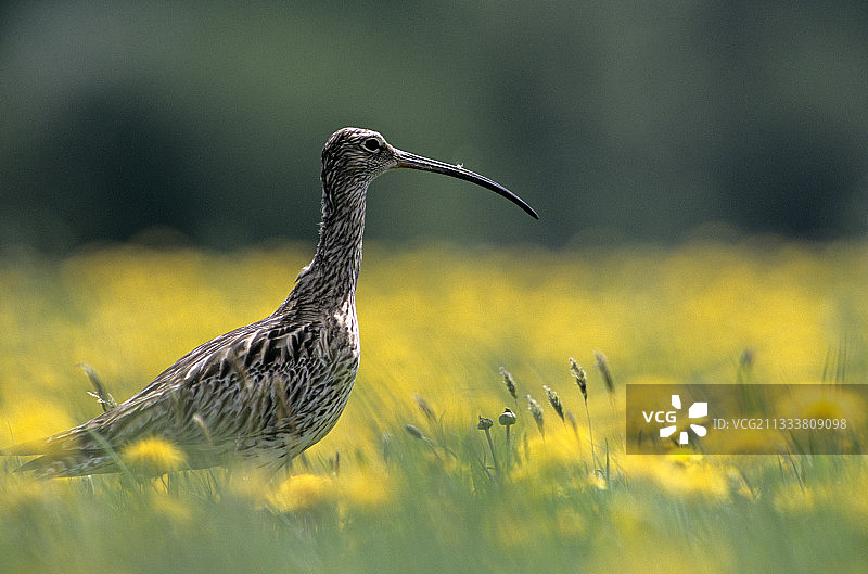 欧亚鸻春季在法国的筑巢地图片素材