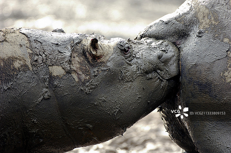 小河马闻着妈妈的味道（法国托瓦里动物园）图片素材