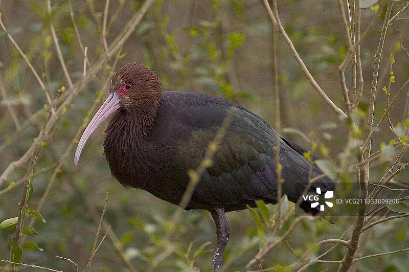 树枝上的彩鹮图片素材