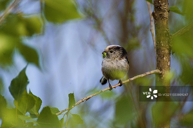银喉长尾山雀喙中含毛毛虫图片素材