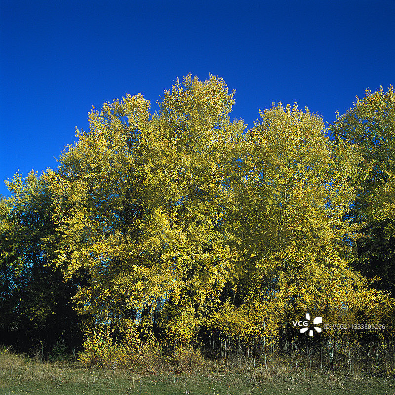 瑞典乌普兰省的白杨树图片素材