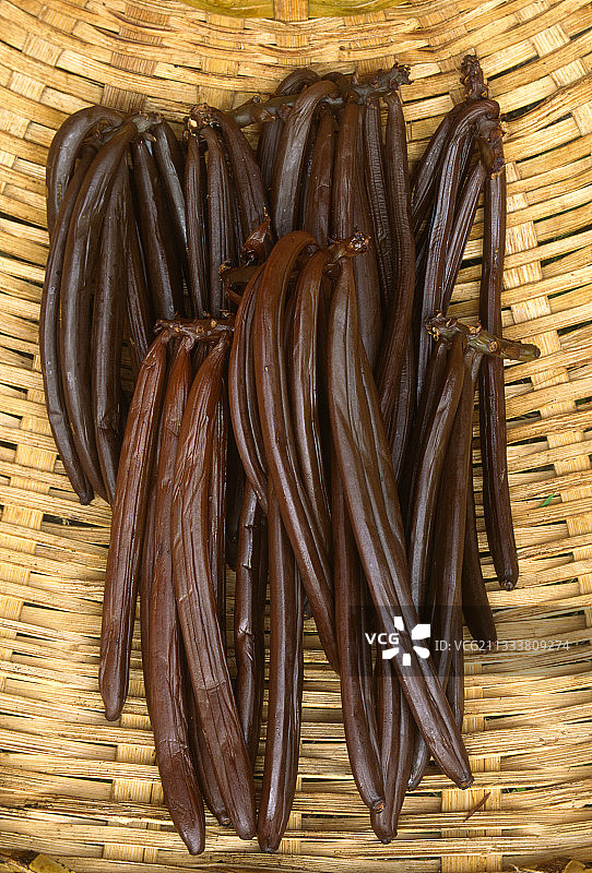 印度洋岛屿的香草豆荚图片素材