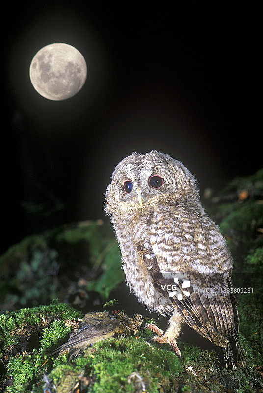 满月下的红褐色猫头鹰及其猎物，法国图片素材