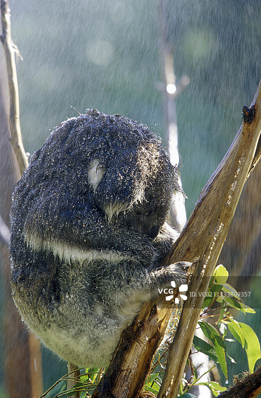 澳大利亚雨中考拉图片素材
