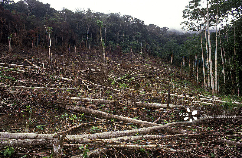 刚果的燃烧地上的树木种植园图片素材