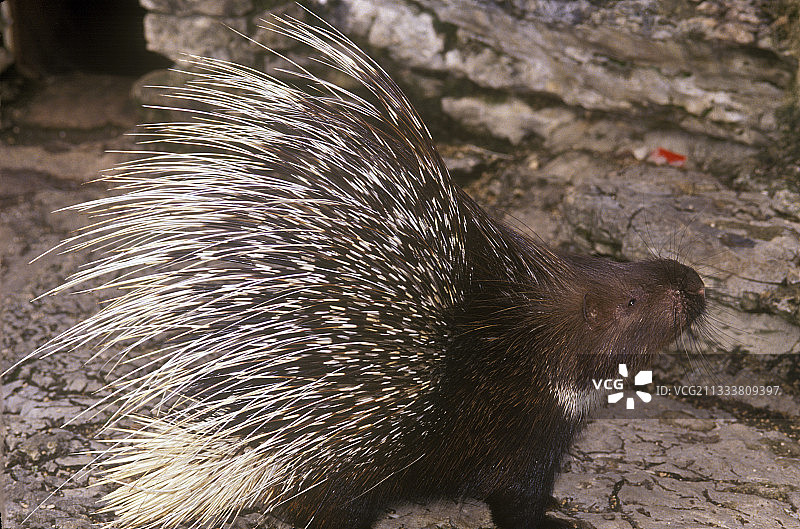 豪猪嗅岩石，欧洲图片素材