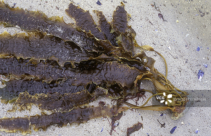 法国沙滩上的甜海带图片素材