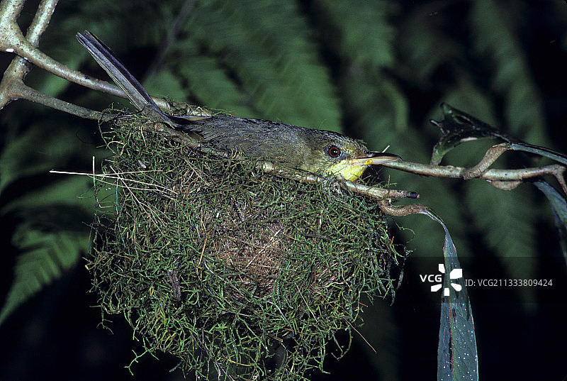 马达加斯加长嘴绿鹎鸟巢图片素材