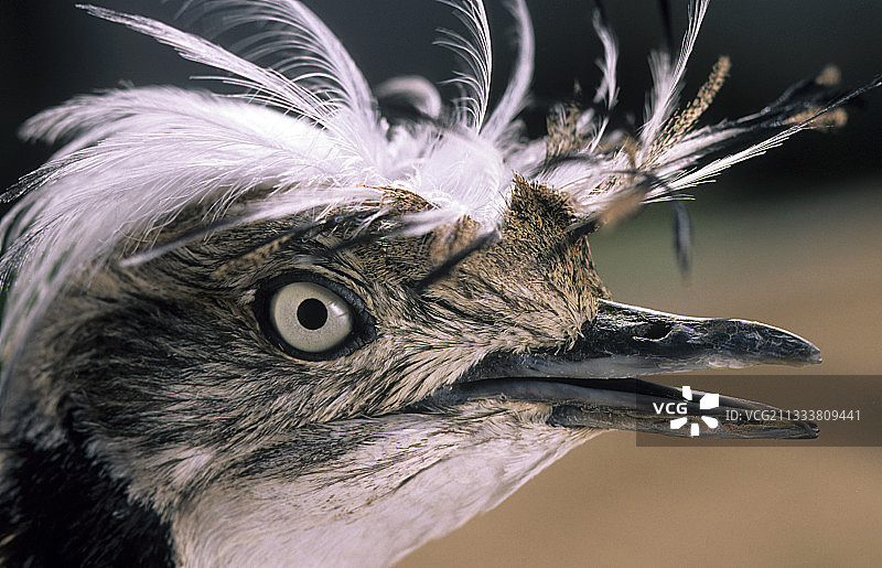 雄性波斑鸨 портрет图片素材